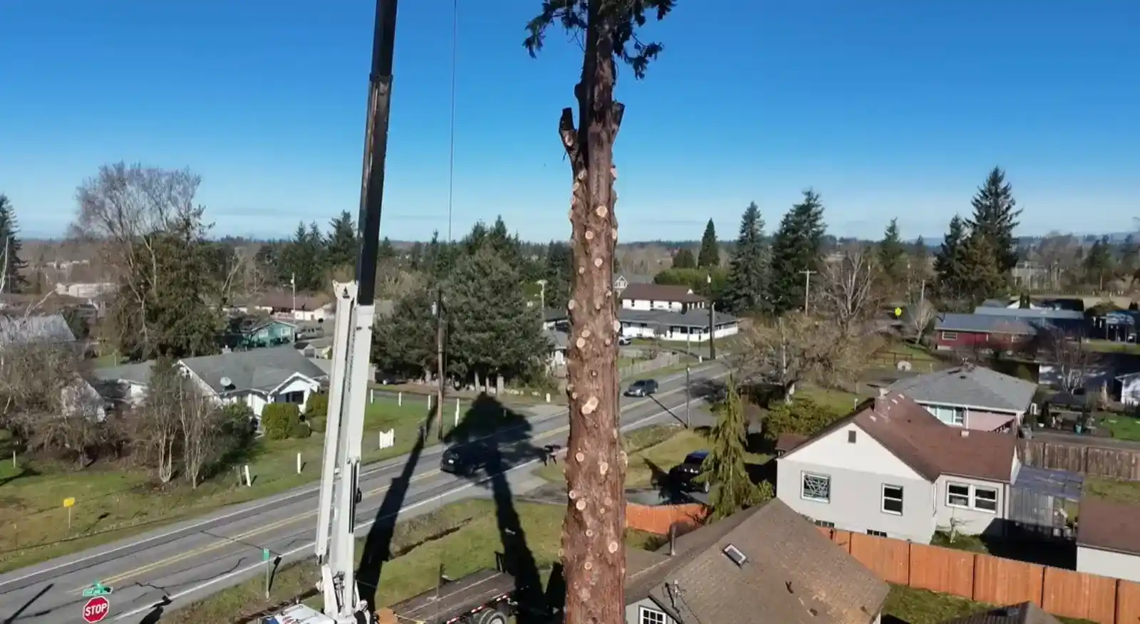tree removal service professional