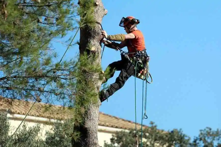 Tree Trimming Valdosta GA 4 Certified arborist climbing tree for professional trimming service