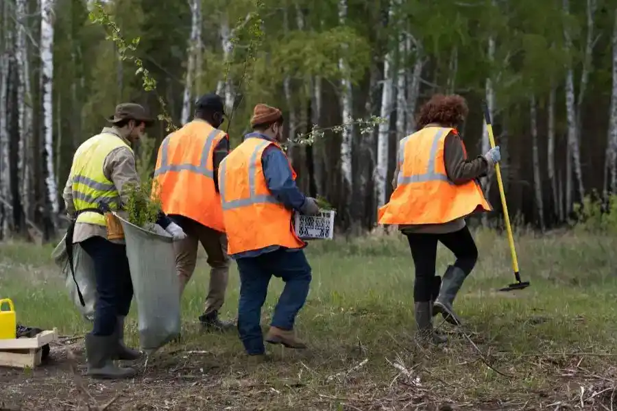 Two forestry experts using tape measure and clipboard to document large pine tree condition