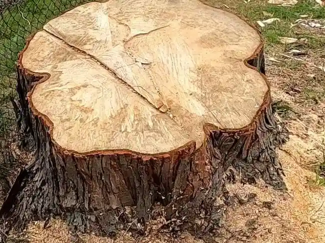 Stump Grinding Valdosta GA 1 Close-up view of freshly cut tree stump showing growth rings before grinding