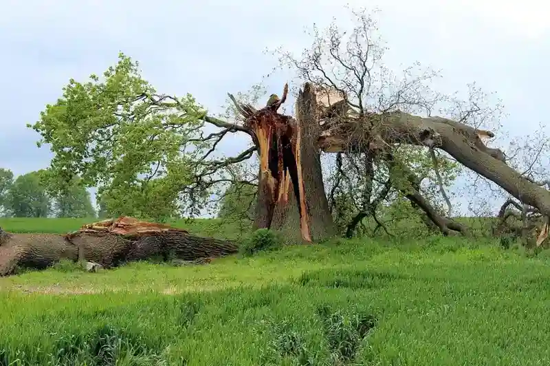 emergency-tree-service-valdosta-ga 13 Catastrophic damage to mature oak tree struck by lightning with trunk violently split open exposing inner wood structure