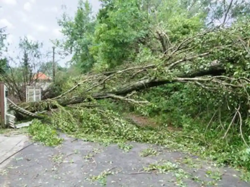 Home 8 Emergency tree removal service after storm damage