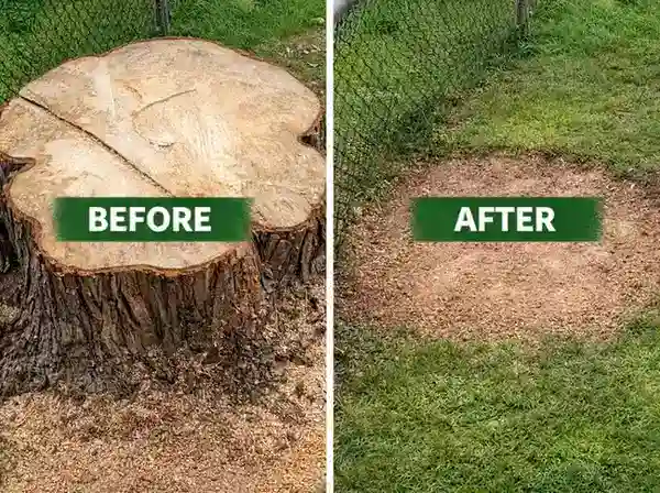 Stump Grinding Valdosta GA 6 Stump removal transformation showing tree stump before grinding and clean