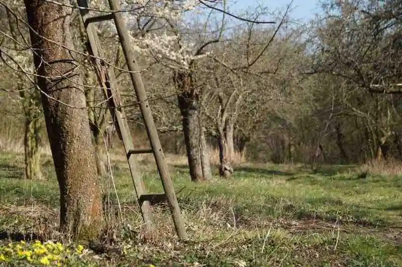 Tree Trimming Valdosta GA 1 Professional tree pruning and trimming service during winter season