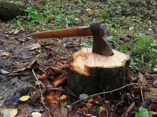 Stump Grinding Valdosta GA 4 Professional tree stump grinding service removing large stump in heavily wooded