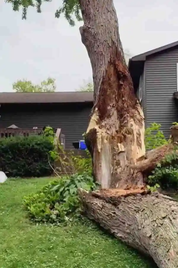 Do You Need a Permit to Remove a Tree in Valdosta, GA? (2026 Ordinance Guide)